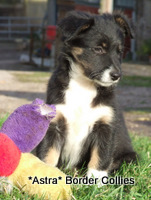 Tricolour border collie puppy no 4